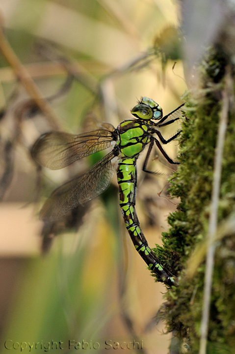 Aeshna cyanea